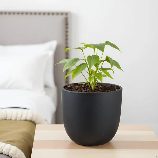 Avani_4.5D_Black_Ceramic_Pots_For_Indoor_Plants,_Planters,Gamla,Outdoor,Balcony,Home,Round,Garden,_Office_Decor,Succulent(H_-_9_X_D_-_11.5_Cm)