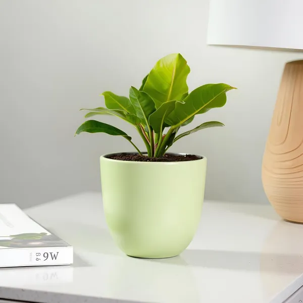 Avani_4.5D_Mint_Ceramic_Pots_For_Indoor_Plants,_Planters,Gamla,Outdoor,Balcony,Home,Round,Garden,_Office_Decor,Succulent(H_-_9_X_D_-_11.5_Cm)