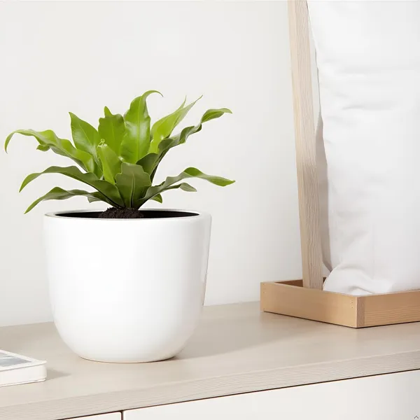 Avani_4.5D_White_Ceramic_Pots_For_Indoor_Plants,_Planters,Gamla,Outdoor,Balcony,Home,Round,Garden,_Office_Decor,Succulent(H_-_9_X_D_-_11.5_Cm)