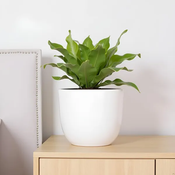 Avani_4.5D_White_Ceramic_Pots_For_Indoor_Plants,_Planters,Gamla,Outdoor,Balcony,Home,Round,Garden,_Office_Decor,Succulent(H_-_9_X_D_-_11.5_Cm)