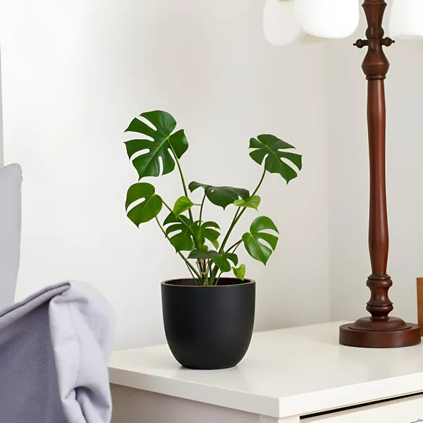 Avani_4.5D_Black_Gold_Ceramic_Pots_For_Indoor_Plants,_Planters,Gamla,Outdoor,Balcony,Home,Round,Garden,_Office_Decor,Succulent(H_-_9_X_D_-_11.5_Cm)