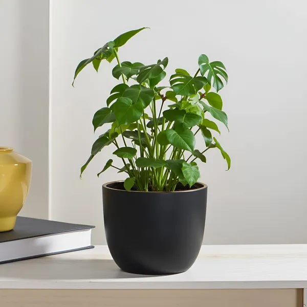 Avani_4.5D_Black_Gold_Ceramic_Pots_For_Indoor_Plants,_Planters,Gamla,Outdoor,Balcony,Home,Round,Garden,_Office_Decor,Succulent(H_-_9_X_D_-_11.5_Cm)