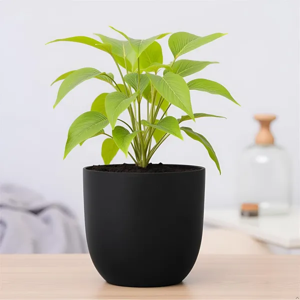 Avani_5D_Black_Ceramic_Pots_For_Indoor_Plants,_Planters,Gamla,Outdoor,Balcony,Home,Round,Garden,_Office_Decor,Succulent(H_-_11_X_D_-_13_Cm)