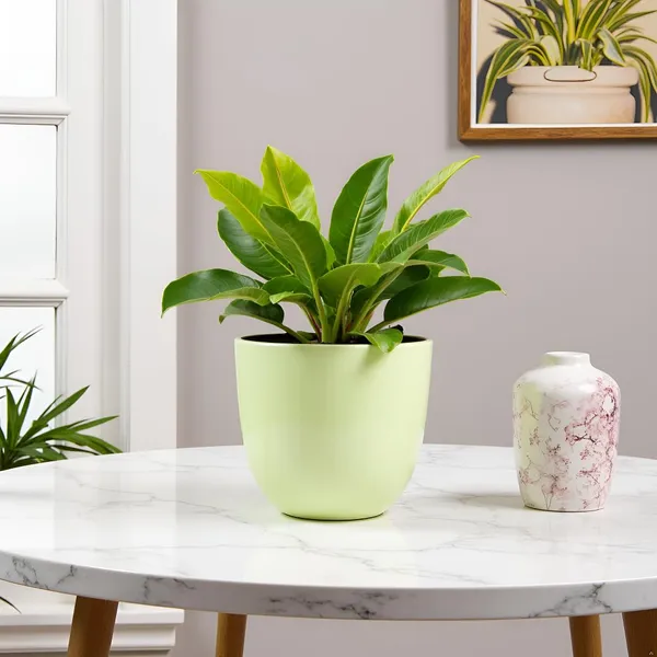 Avani_5D_Mint_Ceramic_Pots_For_Indoor_Plants,_Planters,Gamla,Outdoor,Balcony,Home,Round,Garden,_Office_Decor,Succulent(H_-_11_X_D_-_13_Cm)