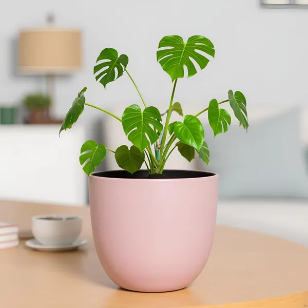 Avani_5D_Pink_Ceramic_Pots_For_Indoor_Plants,_Planters,Gamla,Outdoor,Balcony,Home,Round,Garden,_Office_Decor,Succulent(H_-_11_X_D_-_13_Cm)