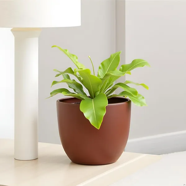 Avani_5D_Truffle_Ceramic_Pots_For_Indoor_Plants,_Planters,Gamla,Outdoor,Balcony,Home,Round,Garden,_Office_Decor,Succulent(H_-_11_X_D_-_13_Cm)