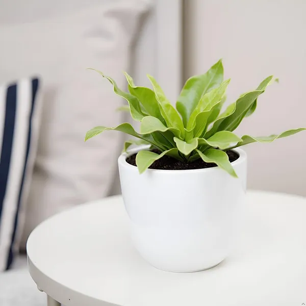 Avani_5D_White_Ceramic_Pots_For_Indoor_Plants,_Planters,Gamla,Outdoor,Balcony,Home,Round,Garden,_Office_Decor,Succulent(H_-_11_X_D_-_13_Cm)
