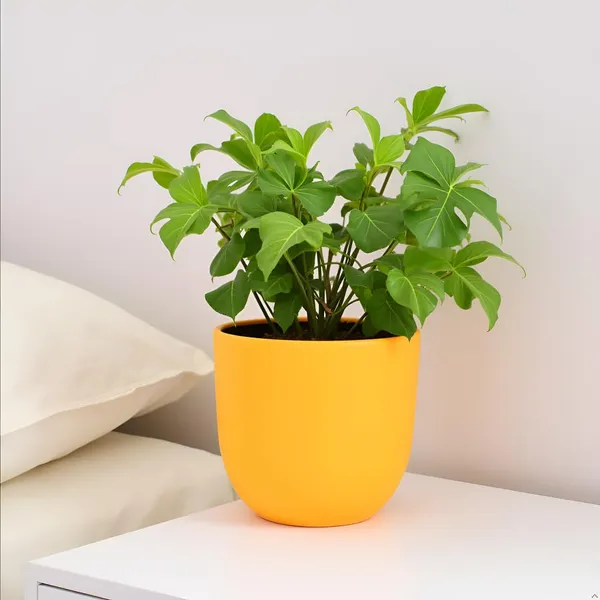 Avani_6D_Lily_Ceramic_Pots_For_Indoor_Plants,_Planters,Gamla,Outdoor,Balcony,Home,Round,Garden,_Office_Decor,Succulent(H_-_13_X_D_-_15.5_Cm)