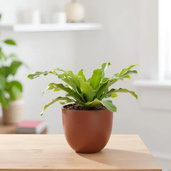 Avani_6D_Truffle_Ceramic_Pots_For_Indoor_Plants,_Planters,Gamla,Outdoor,Balcony,Home,Round,Garden,_Office_Decor,Succulent(H_-_13_X_D_-_15.5_Cm)