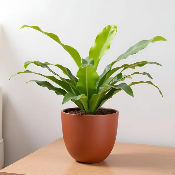Avani_6D_Truffle_Ceramic_Pots_For_Indoor_Plants,_Planters,Gamla,Outdoor,Balcony,Home,Round,Garden,_Office_Decor,Succulent(H_-_13_X_D_-_15.5_Cm)