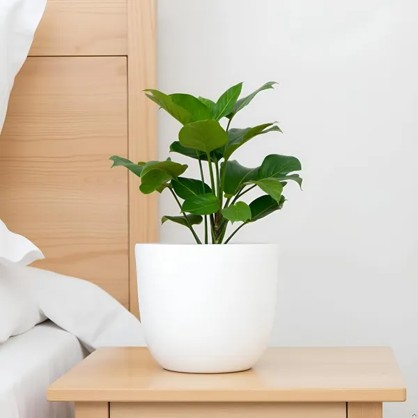 Avani_6D_White_Ceramic_Pots_For_Indoor_Plants,_Planters,Gamla,Outdoor,Balcony,Home,Round,Garden,_Office_Decor,Succulent(H_-_13_X_D_-_15.5_Cm)