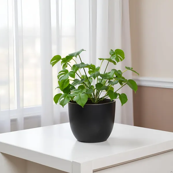 Avani_6D_Black_Gold_Ceramic_Pots_For_Indoor_Plants,_Planters,Gamla,Outdoor,Balcony,Home,Round,Garden,_Office_Decor,Succulent(H_-_13_X_D_-_15.5_Cm)