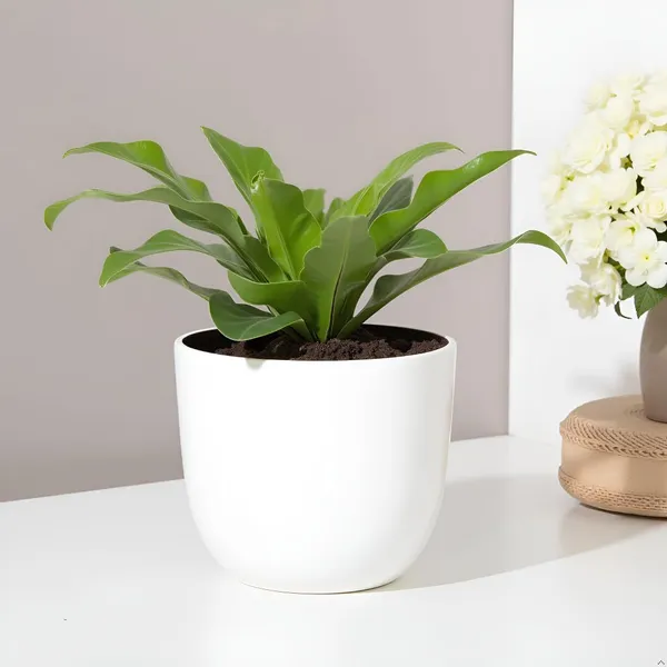 Avani_4.5D_White_Ht_Ceramic_Pots_For_Indoor_Plants,_Planters,Gamla,Outdoor,Balcony,Home,Round,Garden,_Office_Decor,Succulent(H_-_9_X_D_-_11.5_Cm)