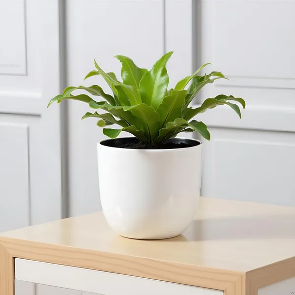 Avani_4.5D_White_Ht_Ceramic_Pots_For_Indoor_Plants,_Planters,Gamla,Outdoor,Balcony,Home,Round,Garden,_Office_Decor,Succulent(H_-_9_X_D_-_11.5_Cm)