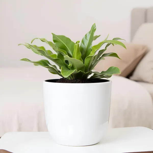 Avani_6D_White_Ht_Ceramic_Pots_For_Indoor_Plants,_Planters,Gamla,Outdoor,Balcony,Home,Round,Garden,_Office_Decor,Succulent(H_-_13_X_D_-_15.5_Cm)