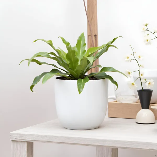 Avani_6D_White_Ht_Ceramic_Pots_For_Indoor_Plants,_Planters,Gamla,Outdoor,Balcony,Home,Round,Garden,_Office_Decor,Succulent(H_-_13_X_D_-_15.5_Cm)