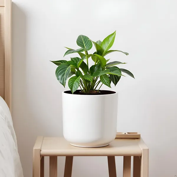 Orin_6D_White_Ht_Ceramic_Pots_For_Indoor_Plants,_Planters,Gamla,Outdoor,Balcony,Home,Round,Garden,_Office_Decor,Succulent(H_-_13.5_X_D_-_15.5_Cm)