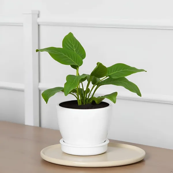Core_With_Plate_White_Ht_Ceramic_Pots_For_Indoor_Plants,Planters,Flower,Gamla,Outdoor(Pot-D-9.5_X_H-8.5Cm,Plate-D-9.5_Xh-1.5_Cm)