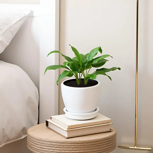 Core_With_Plate_White_Ht_Ceramic_Pots_For_Indoor_Plants,Planters,Flower,Gamla,Outdoor(Pot-D-9.5_X_H-8.5Cm,Plate-D-9.5_Xh-1.5_Cm)