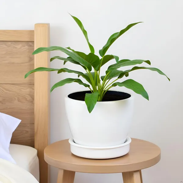 Core_With_Plate_White_Ht_Ceramic_Pots_For_Indoor_Plants,Planters,Flower,Gamla,Outdoor(Pot-D-9.5_X_H-8.5Cm,Plate-D-9.5_Xh-1.5_Cm)