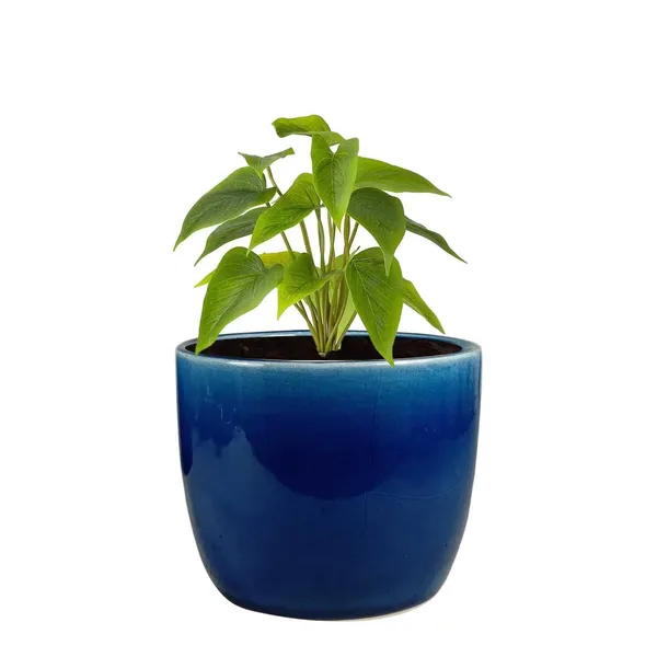Avani_6D_Blue_0_Ceramic_Pots_For_Indoor_Plants,_Planters,Gamla,Outdoor,Balcony,Home,Round,Garden,_Office_Decor,Succulent(H_-_13_X_D_-_15.5_Cm)