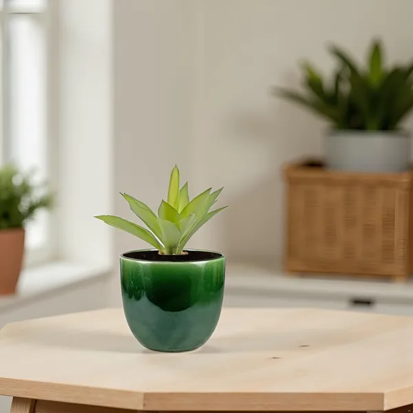 Avani_4.5D_Green_Ht5_Ceramic_Pots_For_Indoor_Plants,_Planters,Gamla,Outdoor,Balcony,Home,Round,Garden,_Office_Decor,Succulent(H_-_9_X_D_-_11.5_Cm)