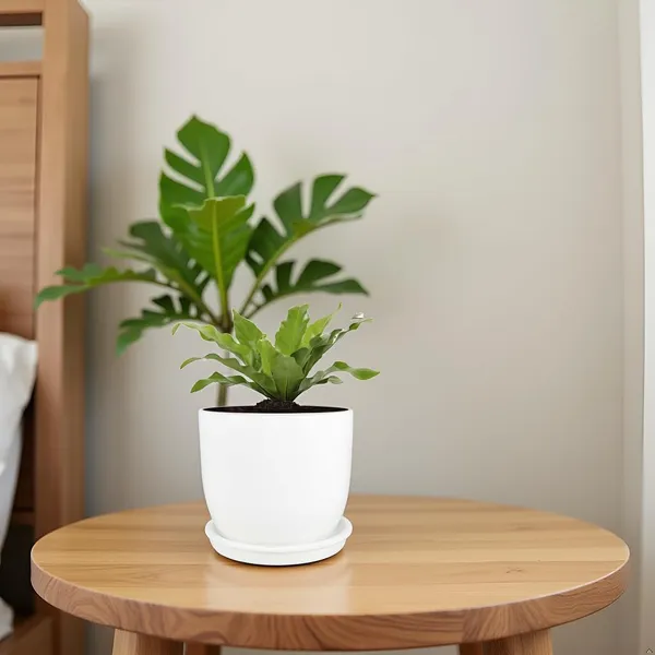 Avani_5D_White_With_Plate_R4_White_Ceramic_Pots_For_Indoor_Plants,Planters,Flower,Gamla,Outdoor(Pot-D-13_X_H-11Cm,Plate-D-13_Xh-2_Cm)