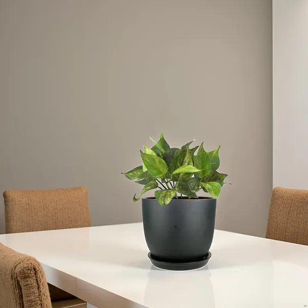 Avani_5D_Black_Gold_With_Plate_R4_Black_Ceramic_Pots_For_Indoor_Plants,Planters,Flower,Gamla,Outdoor(Pot-D-13_X_H-11Cm,Plate-D-13_Xh-2_Cm)