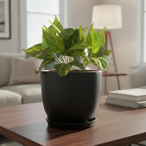 Avani_5D_Black_Gold_With_Plate_R4_Black_Ceramic_Pots_For_Indoor_Plants,Planters,Flower,Gamla,Outdoor(Pot-D-13_X_H-11Cm,Plate-D-13_Xh-2_Cm)