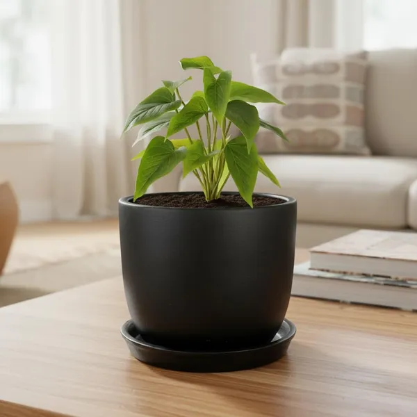 Avani_6D_Black_With_Plate_R4_Black_Ceramic_Pots_For_Indoor_Plants,Planters,Flower,Gamla,Outdoor(Pot-D-15.5_X_H-13Cm,Plate-D-13_Xh-2_Cm)