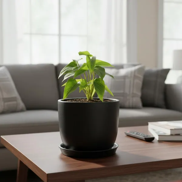 Avani_6D_Black_With_Plate_R4_Black_Ceramic_Pots_For_Indoor_Plants,Planters,Flower,Gamla,Outdoor(Pot-D-15.5_X_H-13Cm,Plate-D-13_Xh-2_Cm)