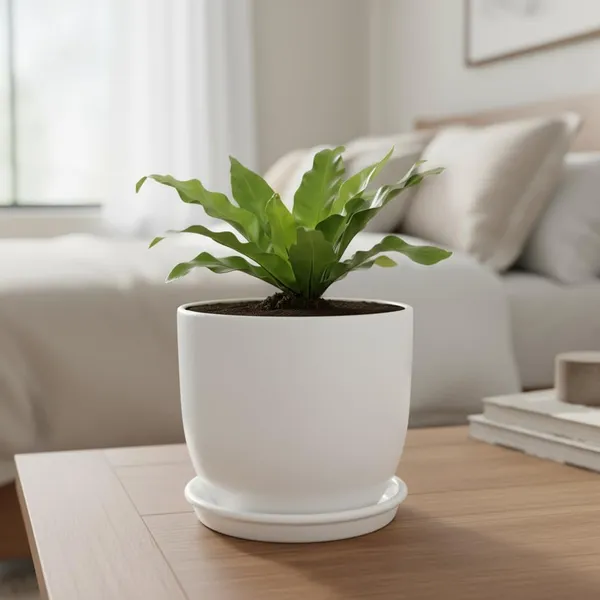 Avani_6D_White_With_Plate_R4_White_Ceramic_Pots_For_Indoor_Plants,Planters,Flower,Gamla,Outdoor(Pot-D-15.5_X_H-13Cm,Plate-D-13_Xh-2_Cm)