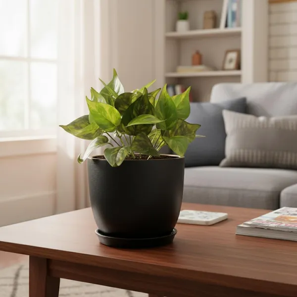 Avani_6D_Black_Gold_With_Plate_R4_Black_Ceramic_Pots_For_Indoor_Plants,Planters,Flower,Gamla,Outdoor(Pot-D-15.5_X_H-13Cm,Plate-D-13_Xh-2_Cm)