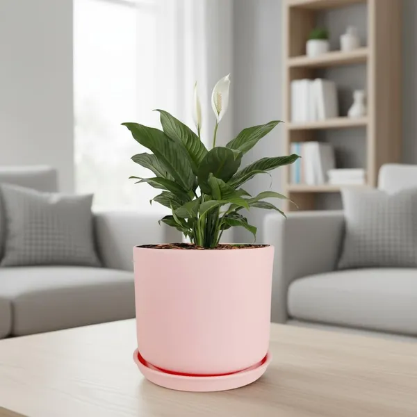 Orin_6D_Pink_With_Plate_R5_Pink_Ceramic_Pots_For_Indoor_Plants,Planters,Flower,Gamla,Outdoor(Pot-D-15.5_X_H-13.5Cm,Plate-D-15_Xh-2_Cm)