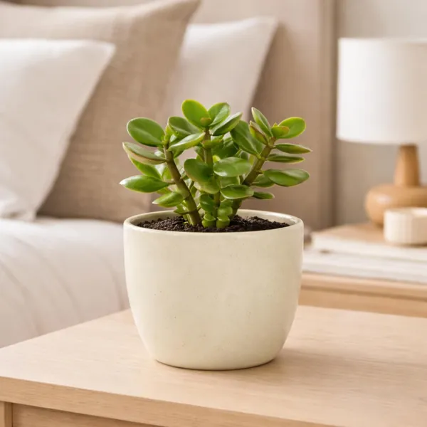 Lasaki_Avani_4.5d_ivory_HT25_Ceramic_Pots_for_Indoor_Plants,_Planters,gamla,Outdoor,Balcony,Home,Round,Garden,_Office_Decor,Succulent(H_-_9_X_D_-_11.5_cm)(Plants_not_included)