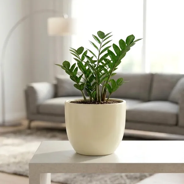 Lasaki_Avani_5d_ivory_HT25_Ceramic_Pots_for_Indoor_Plants,_Planters,gamla,Outdoor,Balcony,Home,Round,Garden,_Office_Decor,Succulent(H_-_13_X_D_-_11.5_cm)(Plants_not_included)