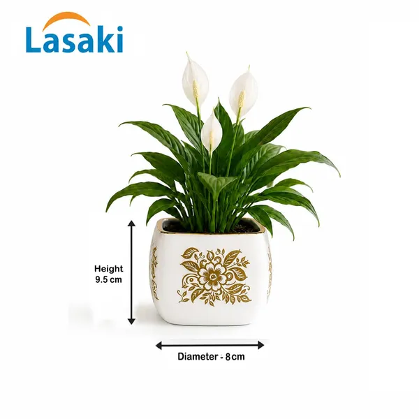 Lasaki_Nebi_hp1_white_gold_Ceramic_Pots_for_Indoor_Plants,_Planters,gamla,Outdoor,Balcony,Home,Round,Garden,_Office_Decor,Succulent(L_-_9.5_X_W_-_9.5_X_H_-_8_cm)(Plants_not_included)