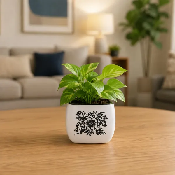 Lasaki_Nebi_hp1_white_black_Ceramic_Pots_for_Indoor_Plants,_Planters,gamla,Outdoor,Balcony,Home,Round,Garden,_Office_Decor,Succulent(L_-_9.5_X_W_-_9.5_X_H_-_8_cm)(Plants_not_included)
