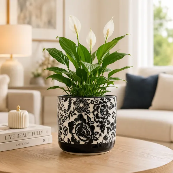 Lasaki_Orin_6d_sp1_black_Ceramic_Pots_for_Indoor_Plants,_Planters,gamla,Outdoor,Balcony,Home,Round,Garden,_Office_Decor,Succulent(H_-_13.5_X_D_-_15.5_cm)(Plants_not_included)