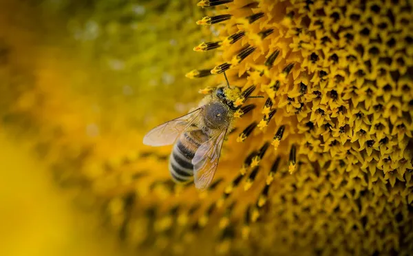 Forest_Honey_100%_Pure_Raw_Honey_Immunity_Booster_Stress_Buster_500Gm