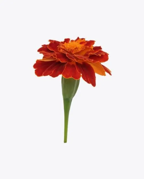 Light_Orange_Artificial_Garland_Real_Looking_Toran_For_Decoration__(_4Ft_)