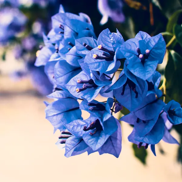 Exotic_Blue_Colour_Rare_Bougainvellia_Flower_Plant