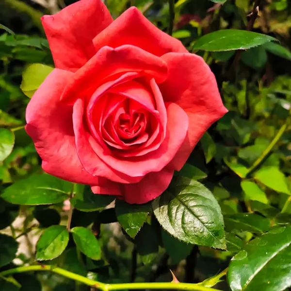 Rose_Flower_Plant_(Combo_Pack_Of_4)