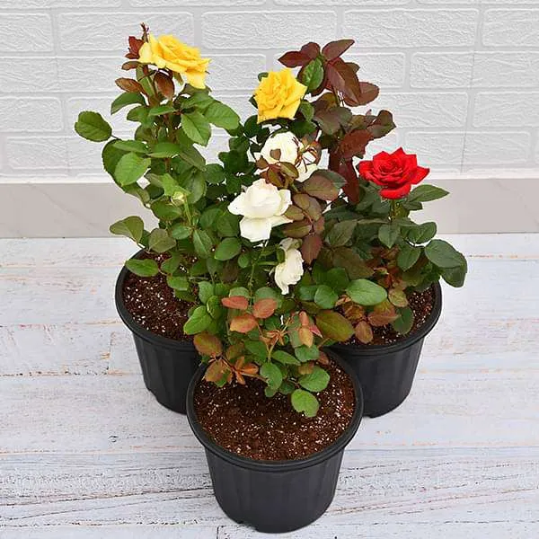 Rose_Flower_Plant_(Combo_Pack_Of_3)