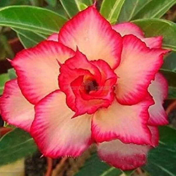 Adenium_Flower_Plants_(Combo_Pack_Of_4)