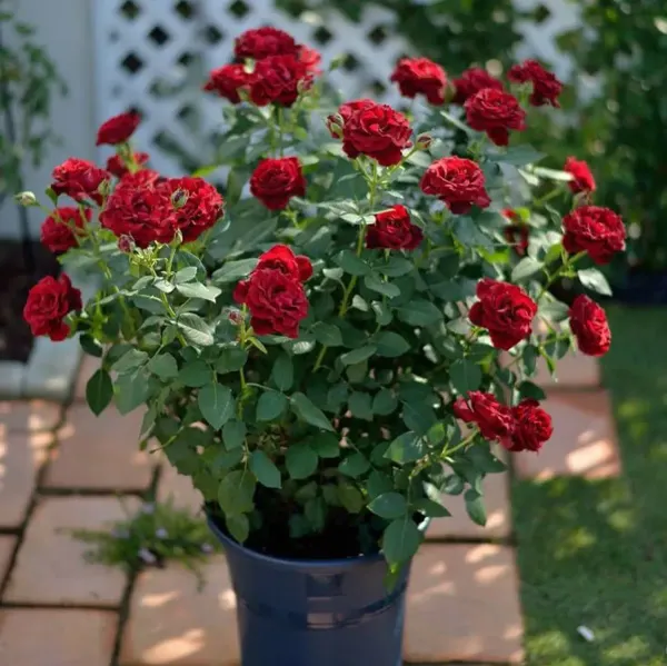 Rose_Flower_Plant_(Combo_Pack_Of_6)