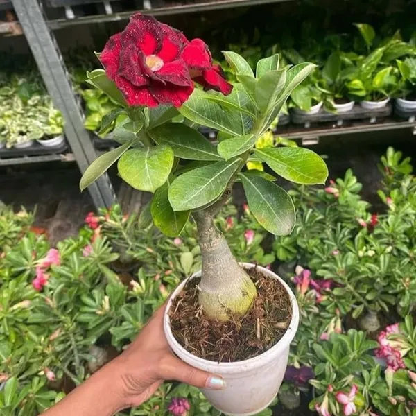 Adenium_Flower_Plants_(Combo_Pack_Of_6)