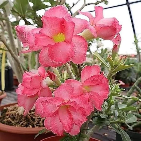 Adenium_Flower_Plants_(Combo_Pack_Of_6)