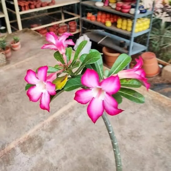 Adenium_Flower_Plants_(Combo_Pack_Of_6)