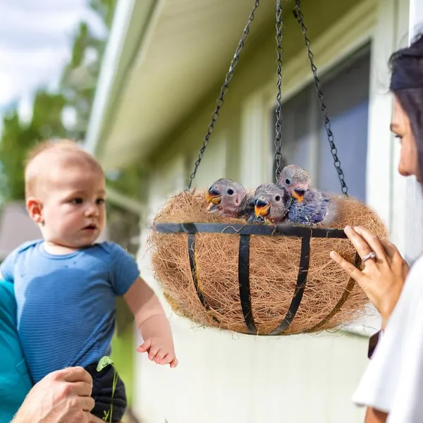 Coconut_Fiber_for_Bird_Nest_-_Sparrow,_Budgie,_Lovebird_Nesting_Material_Coconut_Bird_Nest_Finch_Coconut_Fiber_Loose_Bedding_Substrate_for_Laying_Eggs_Resting_Materials_for_Birds_Parakeet